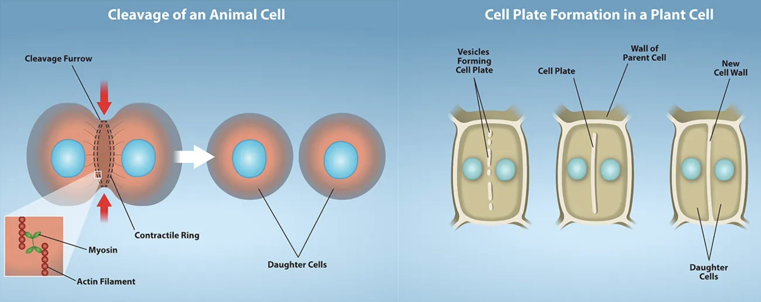 Animal cell cleavage - Contraction of actin filaments by myosin pull the “equator” of the cell causing an invagination of the cell (a fissure called a cleavage furrow). The cleavage furrow gets continuously deeper until it eventually divides the cell into two new, independent daughter cells.Plant cell wall formation - A mixture of enzymes, proteins, and glucose molecules are transported via vesicles to the center of the cell. These vesicles continuously build upon each other until a completely new cell wall has emerged and two new cells are formed, independent of one another.